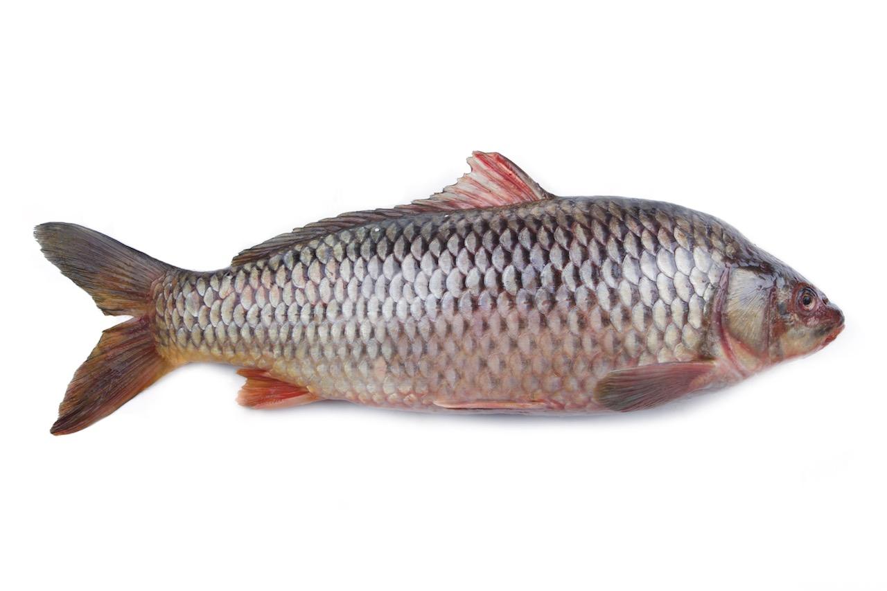 сазан